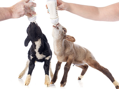 畜禽飼養(yǎng)技術